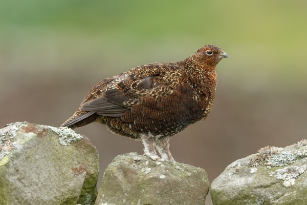 A red grouse standing on a rock