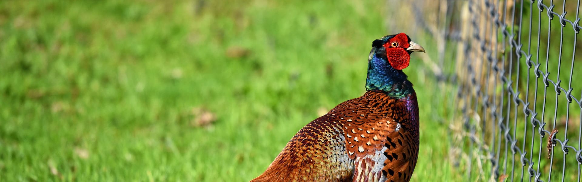 A pheasant