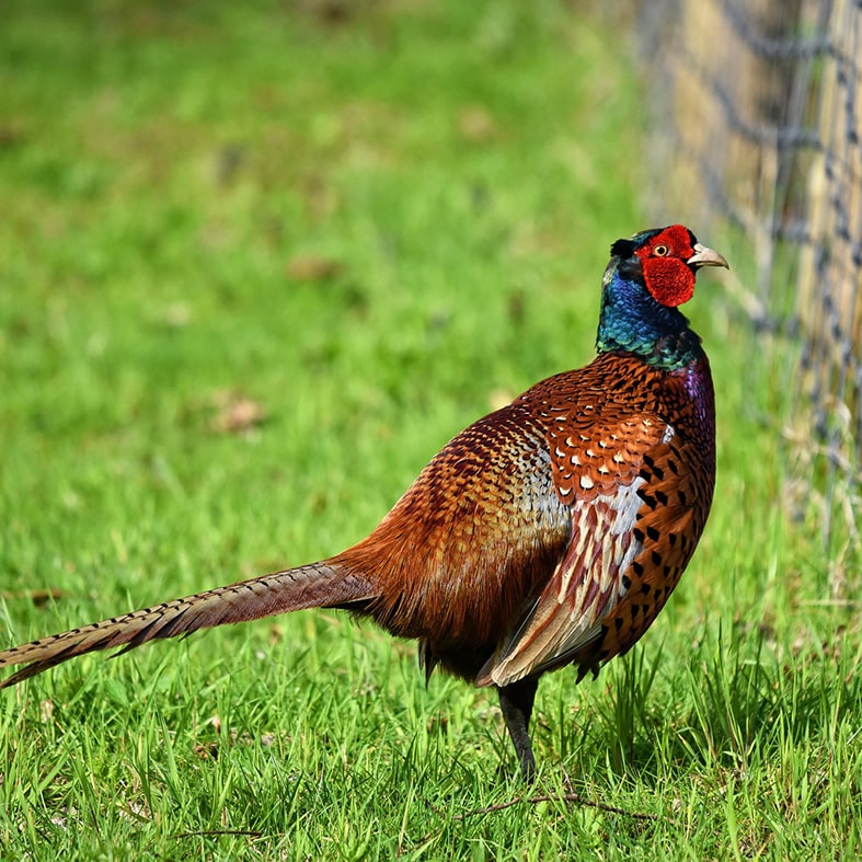 A pheasant