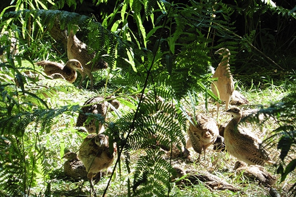 Poults in the sun