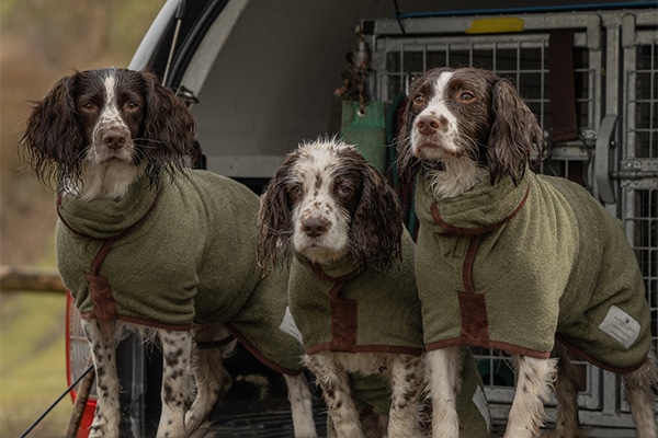 Three gundogs in the back of a 4x4