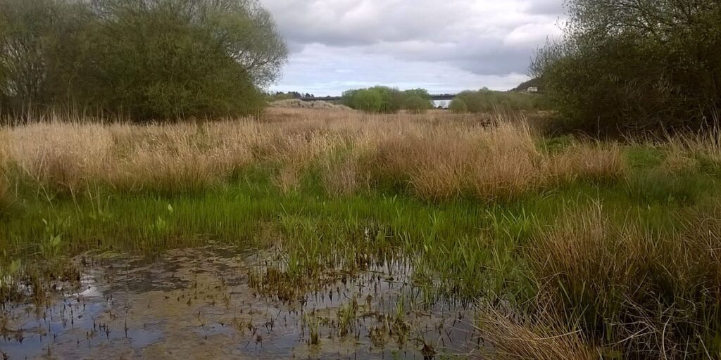 A wetland