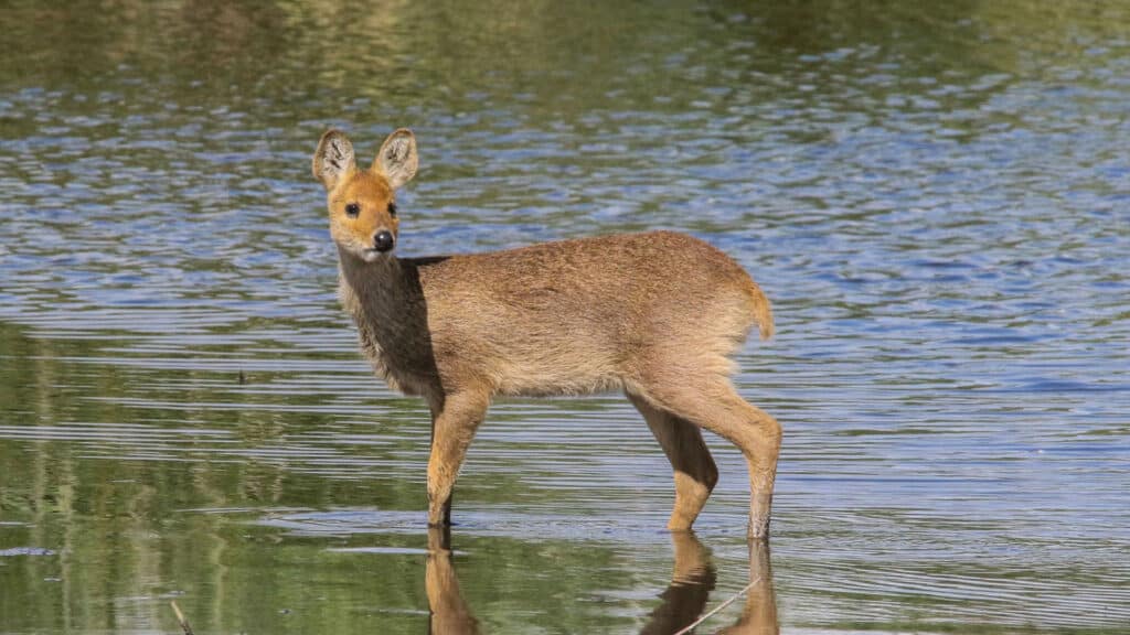 Chinese water deer - doe