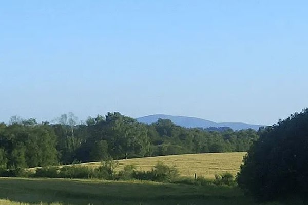 Field and trees