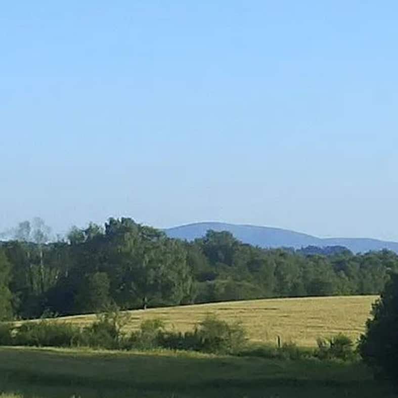 Field and trees