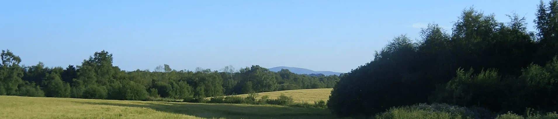 Field and trees