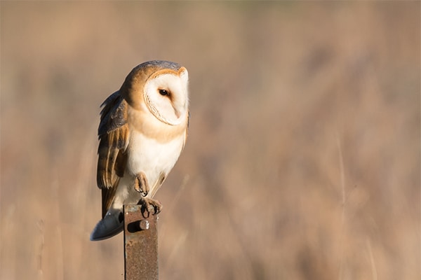 An owl standing on a post watching