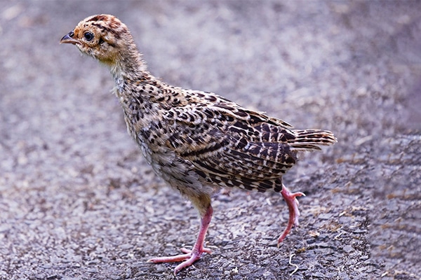 A pheasant chick