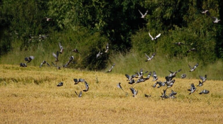 A flock of pigeons in a field