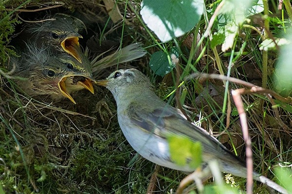 Willow warbler feeding its chicks