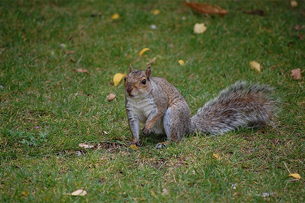 A grey squirrel