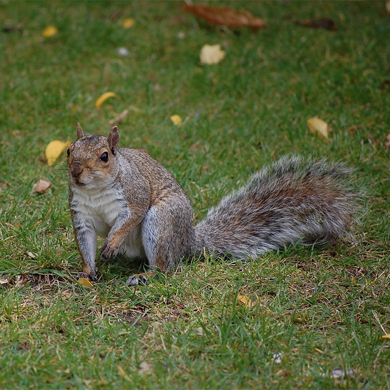 A grey squirrel