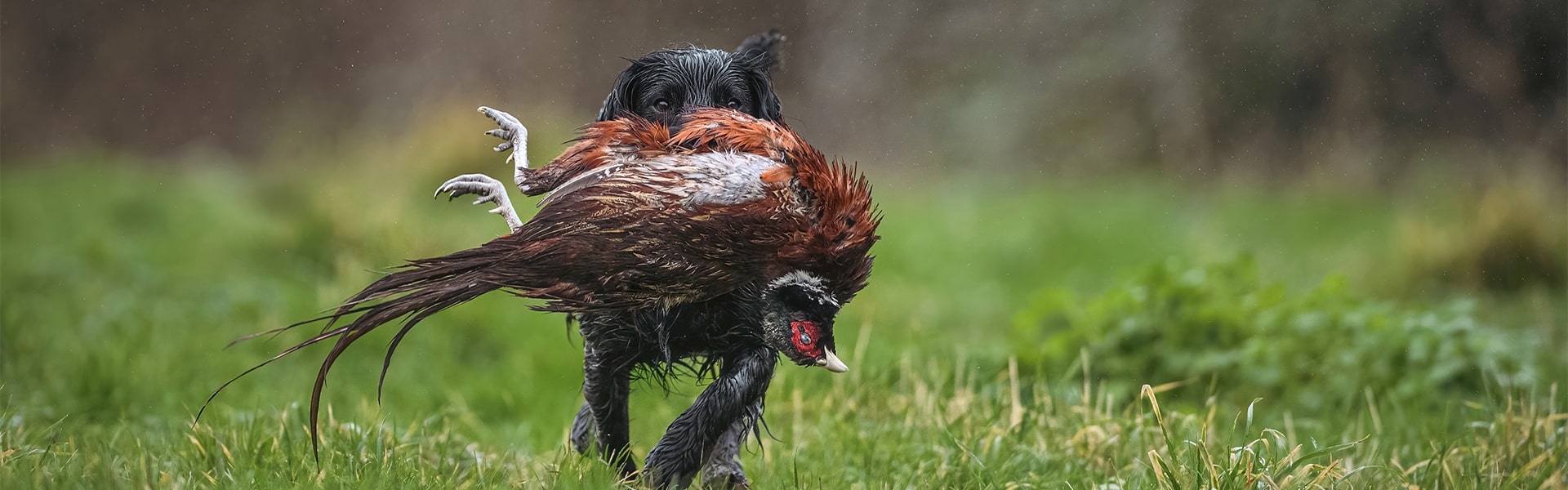 A gundog carrying a pheasant in its mouth