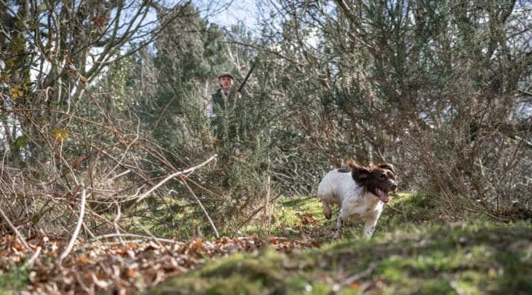 A spaniel running