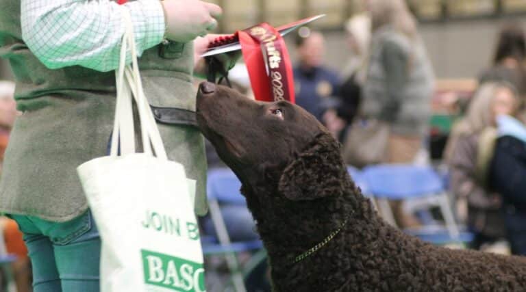 A gundog