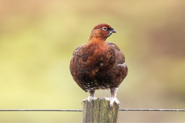 Red grouse on a post