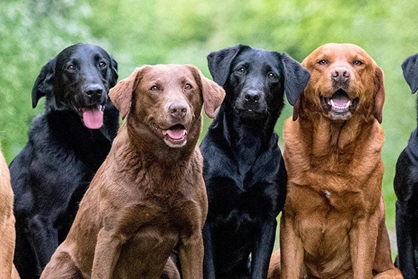 Labradors