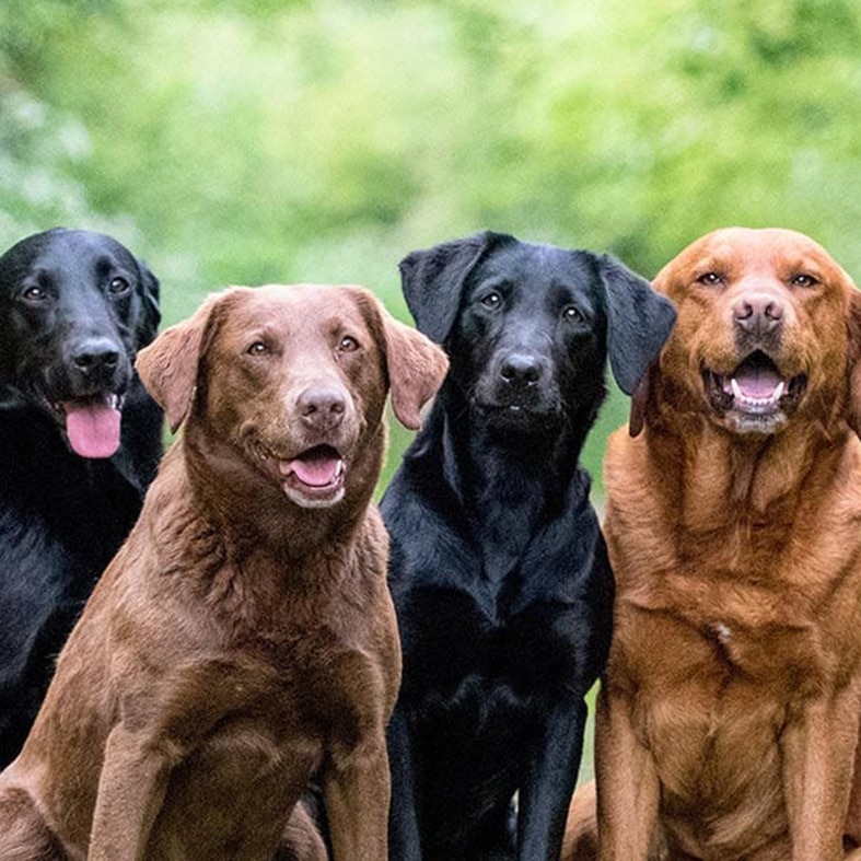 Labradors