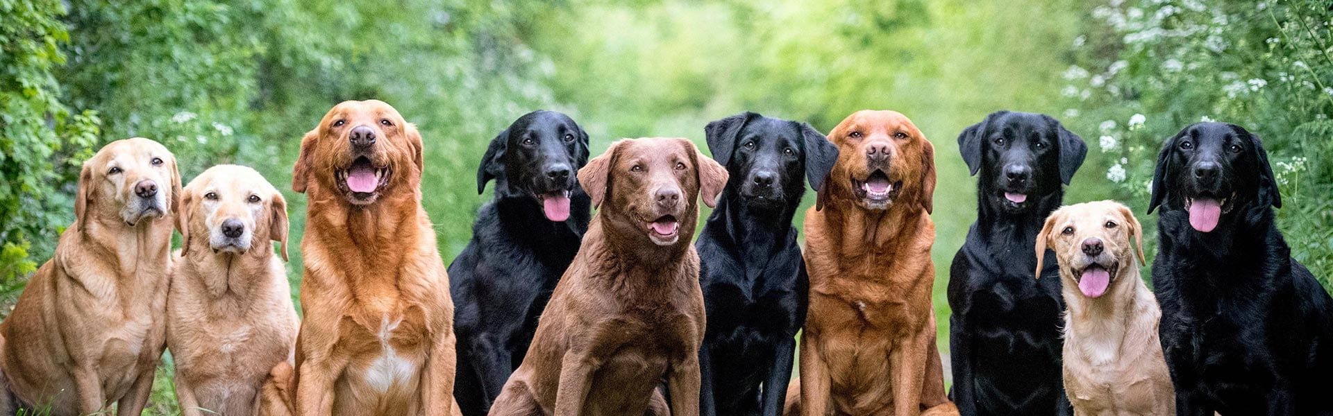 Labradors