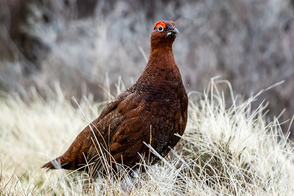A red grouse