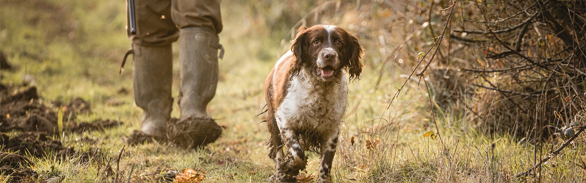 Spaniel walking down a country lane