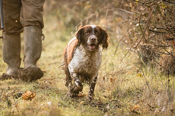 Spaniel walking down a country lane