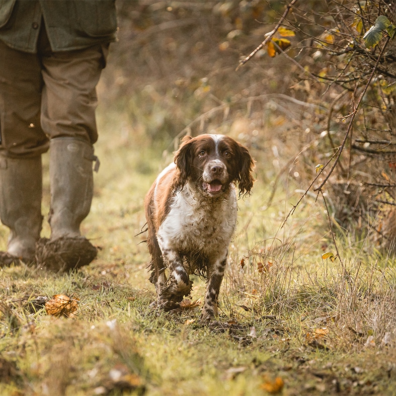 Spaniel walking down a country lane