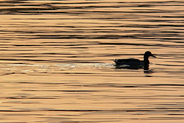 A duck on a pond