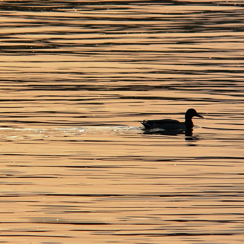 A duck on a pond