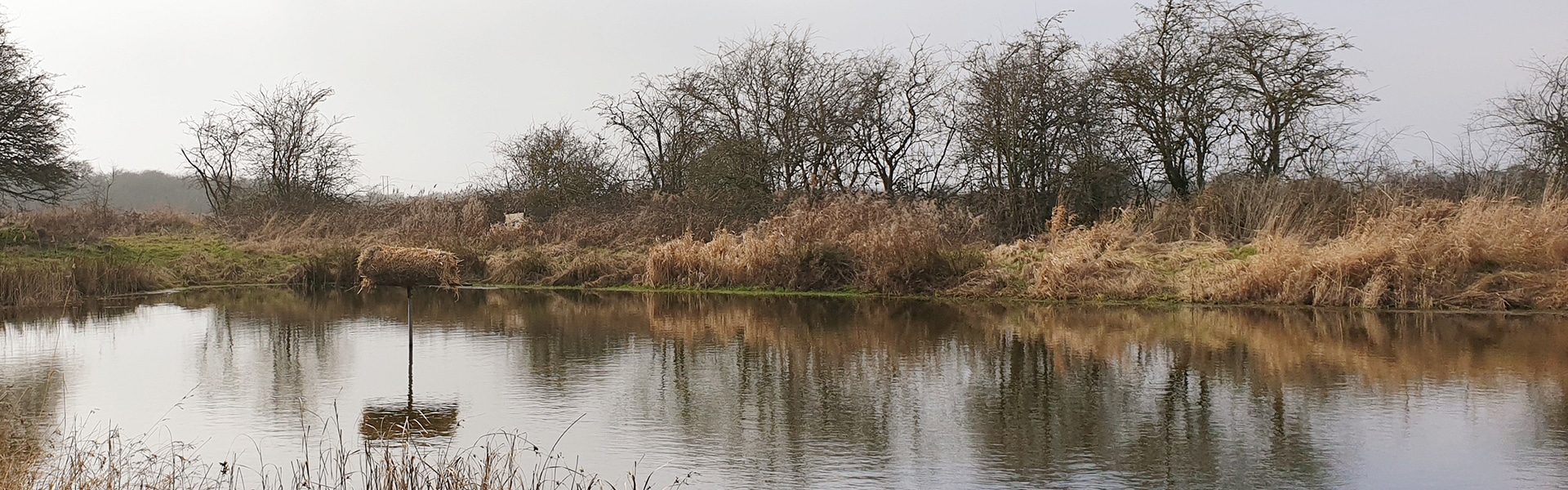 Duck nest tube on pond