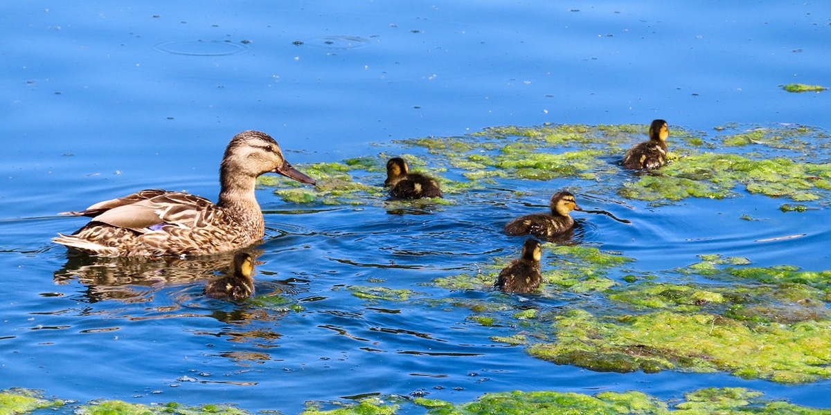 Mallard duck with chicks on a pond