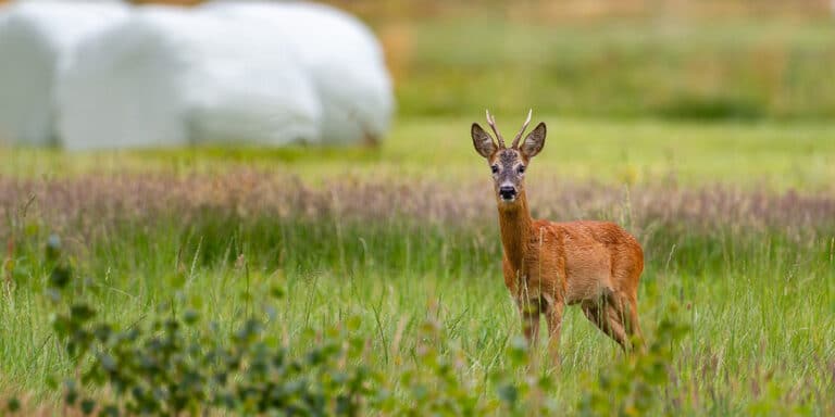 A roe deer